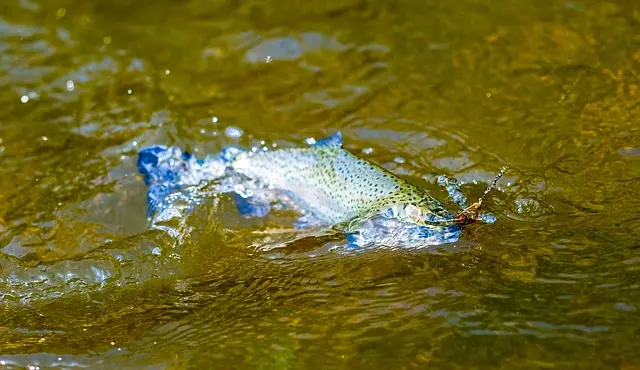 Sknsomt catch-and-release fiskeri