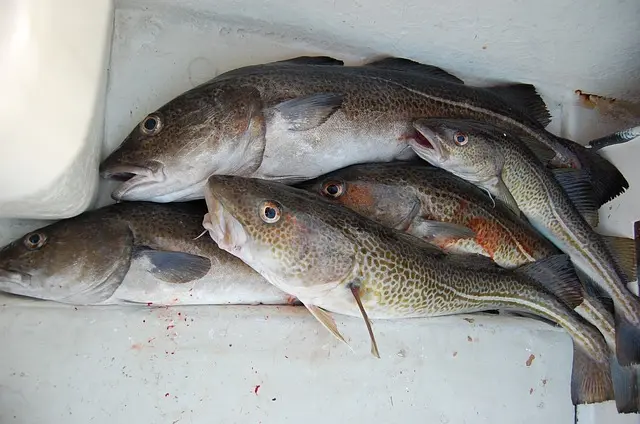 fiskegrej til havfiskeri efter torsk